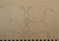 Frost moth