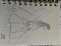 Fairy wings