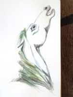 Kelpie