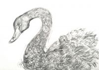 Black Swan