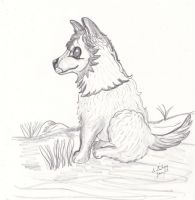 Wolfgang