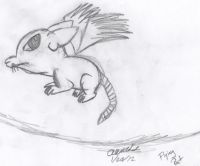 a flying rat