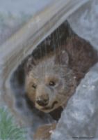 Grumbly Bear