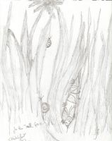 In the Tall Grass