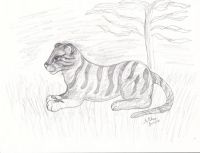 Tigress