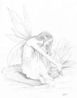 The Water Lily