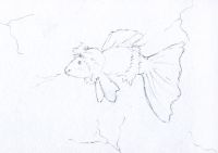 Alaskan Guppy