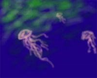 Jellies
