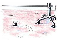 Carpet Sharks