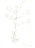 Lil\' Lion Tigertree
