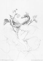 Draco Faerie on Ficus Triangularis