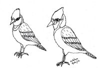 Bluejays