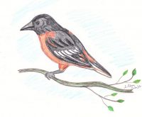 Oriole