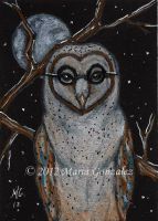 Wise Owl