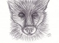 Wulf