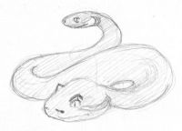 Amphisbaena