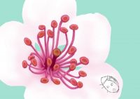 Beautiful Blossom