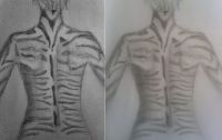 Zebra Stripes