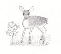 Fey Fawn