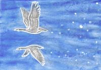 Star Geese