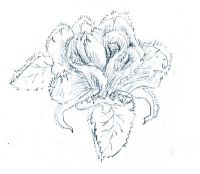Winter Rose