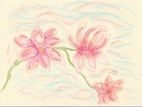 Magnolias