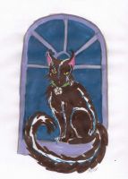 Black Cat magic