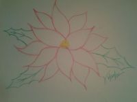 Poinsettia