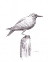 The Crow