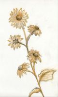 ochre flowers
