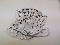 Snow leopard kitten