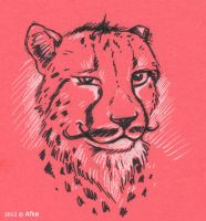 Cheetah with a mustache