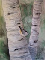 Nuthatch and Birch