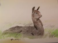 Baby llama
