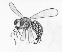 It Flies
