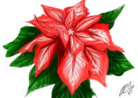 Poinsettia