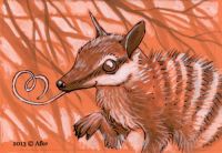 Numbat Love