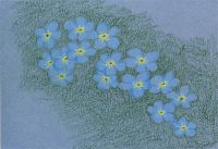 Forget-Me-Nots