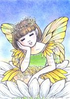 Daisy Fairy