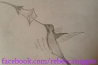 Hummingbird Sketch.