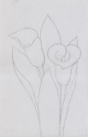 Calla lilies