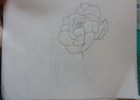 There should be Peonies, Tulips, and Lillies....