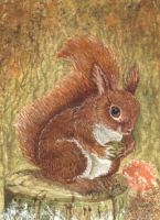 Red Squirrel