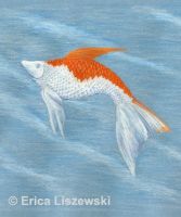 Koi