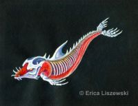 Demon Dolphin