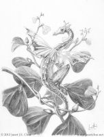 Dracus faerie on Ficus triangularis