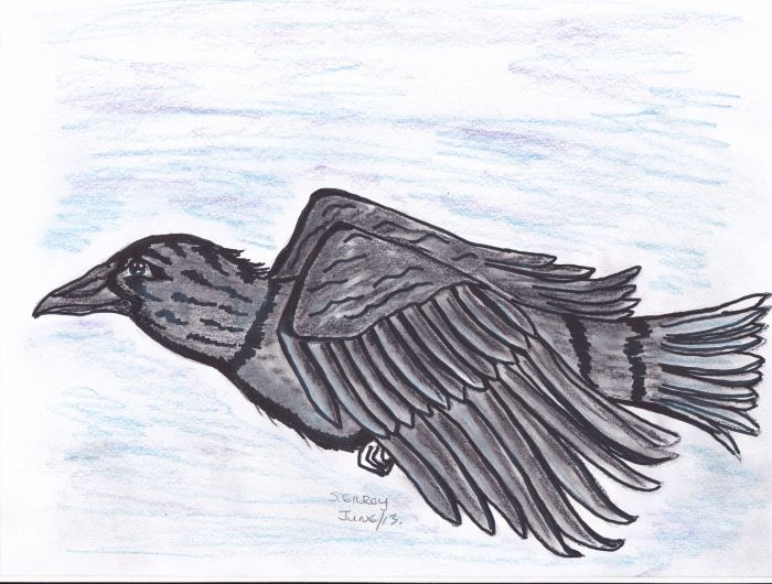 Raven in flight by Sally Gilroy