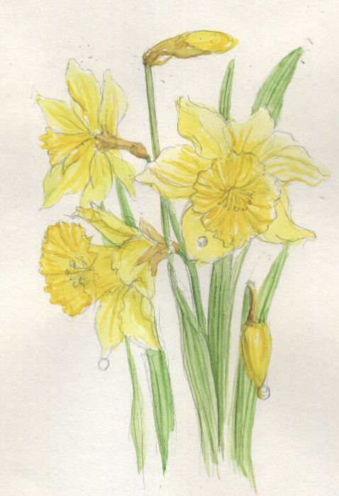 Daffodils and Dewdrops by Carole Graham