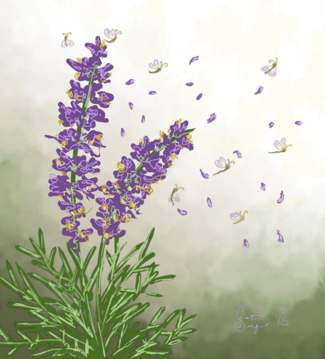 Lavender Seedlings by Catherine Swinford