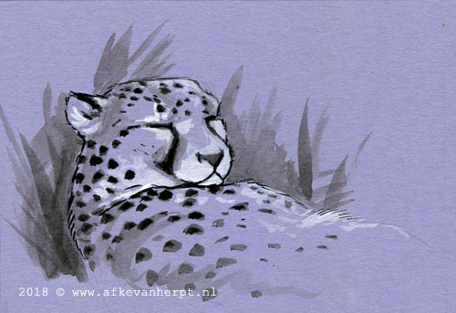 Snoozing Cheetah by Afke